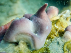 Chondrilla nucula