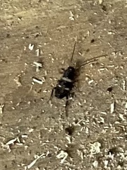 Periplaneta fuliginosa