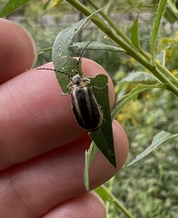 Trirhabda canadensis