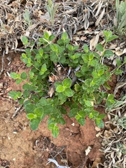 Ceanothus tomentosus