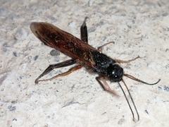 Sirex juvencus