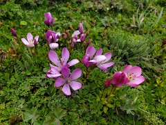 Gentianella cerastioides