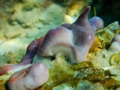 Chondrilla nucula