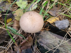 Mycena rosea