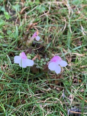 Pedicularis sylvatica