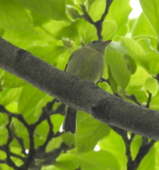 Empidonax flaviventris