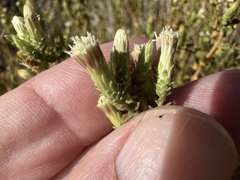 Brickellia microphylla