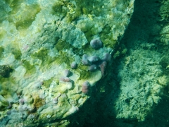 Chondrilla nucula