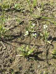 Echinodorus berteroi