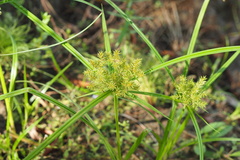 Cyperus