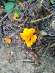 Cantharellus lateritius