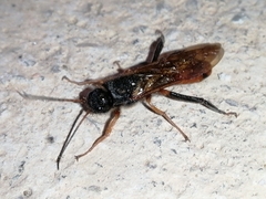 Sirex juvencus