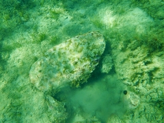 Chondrilla nucula