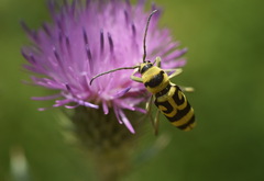 Chlorophorus varius