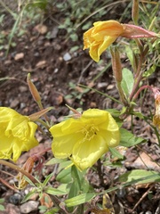 Oenothera