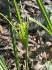 Cyperus