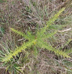Ulex minor