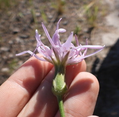 Scorzonera purpurea