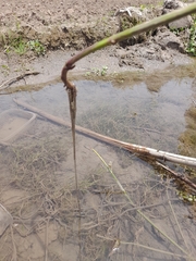 Rhinella