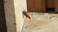 Locusta migratoria