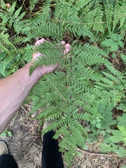 Dryopteris dilatata