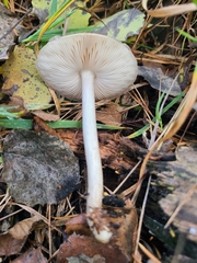Mycena rosea