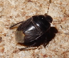 Cydninae