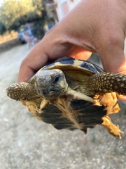 Testudo hermanni