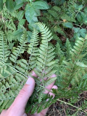 Dryopteris dilatata