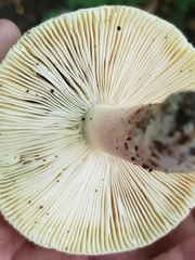 Russula violeipes