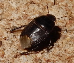 Cydninae