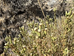 Brickellia microphylla