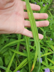 Ophiomyia kwansonis