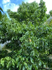 Syzygium malaccense
