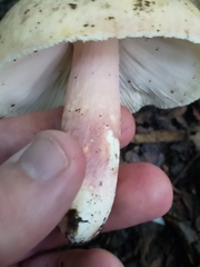 Russula violeipes