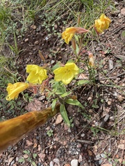 Oenothera