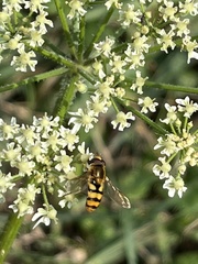 Eupeodes latifasciatus