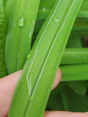 Ophiomyia kwansonis
