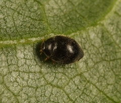 Stethorus pusillus
