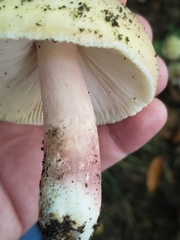 Russula violeipes