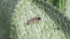 Agrothereutina