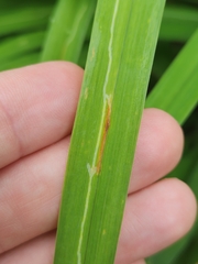 Ophiomyia kwansonis