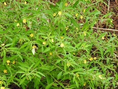 Ludwigia leptocarpa