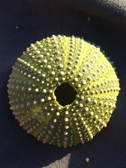 Echinoidea