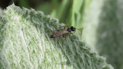 Agrothereutina