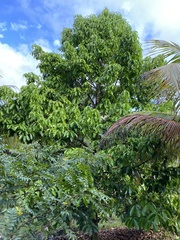 Syzygium malaccense