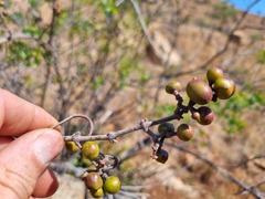 Rhoicissus tridentata