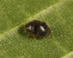 Stethorus pusillus