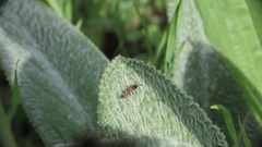 Agrothereutina