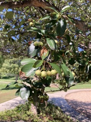 Crataegus crus-galli